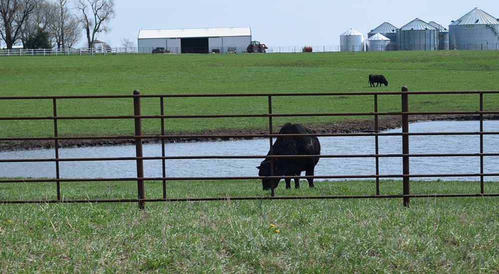 Grain Bins with Cow