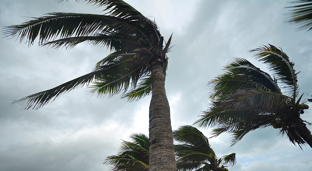 Wind in palm trees